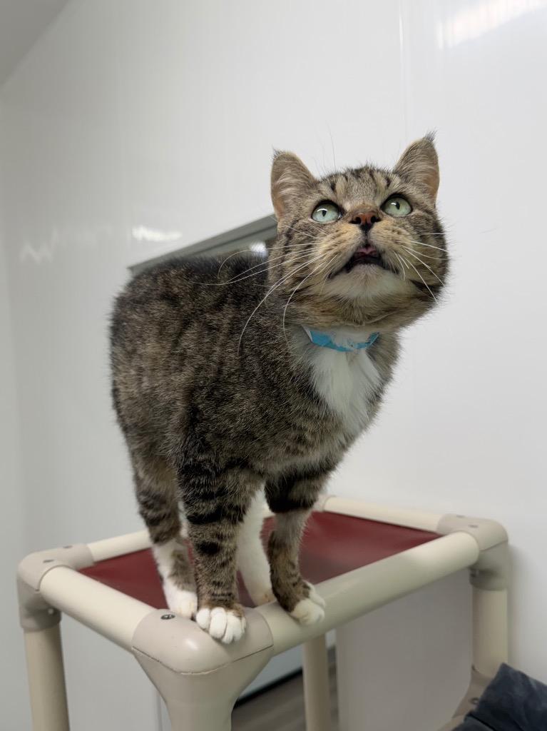 Enlarge Chi-Chi, a Adoptable mixed breed in Glenfield, NY image 3/4