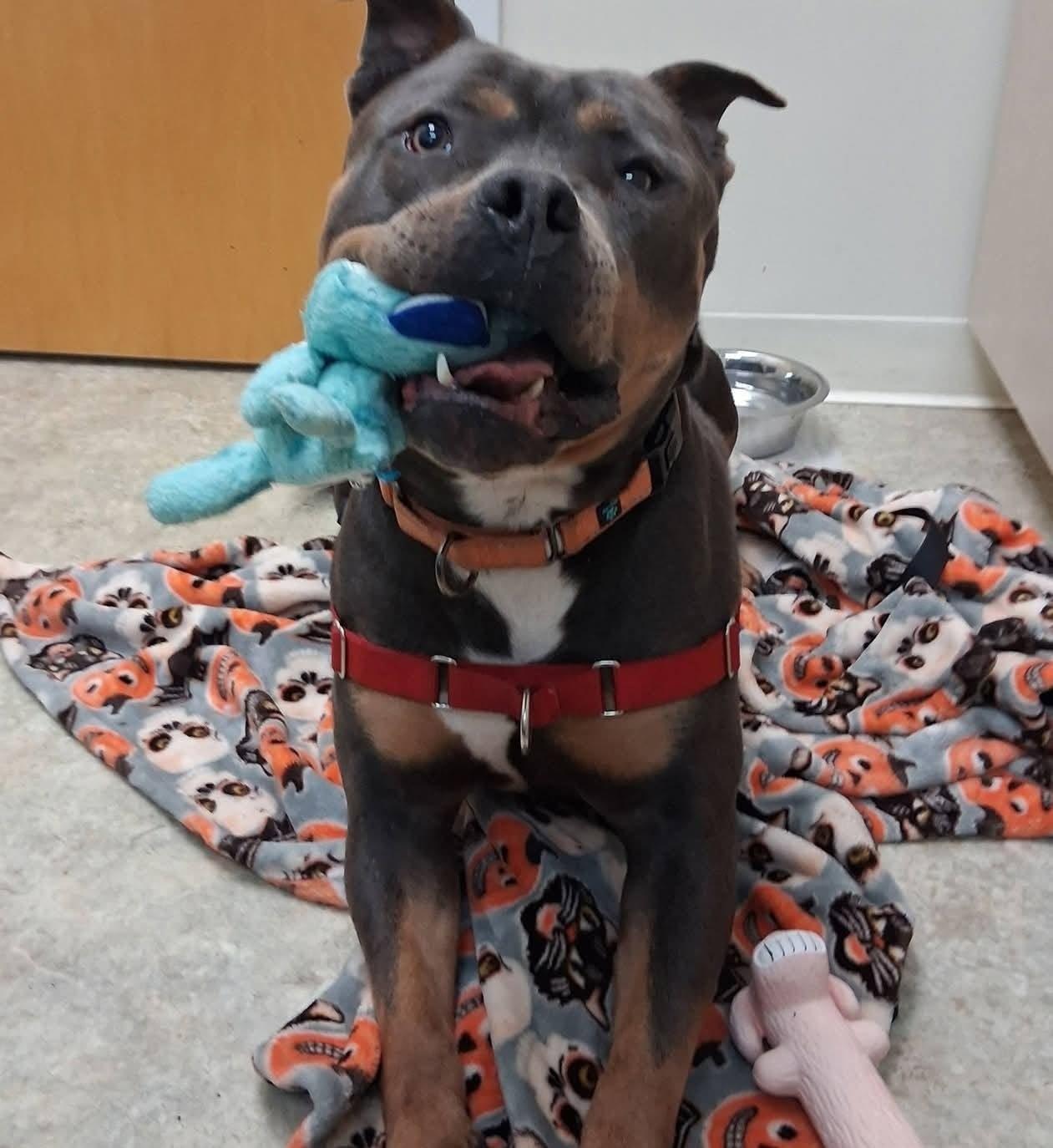 Riley, a ADOPTABLE American Bully in Attleboro, MA image 5/5