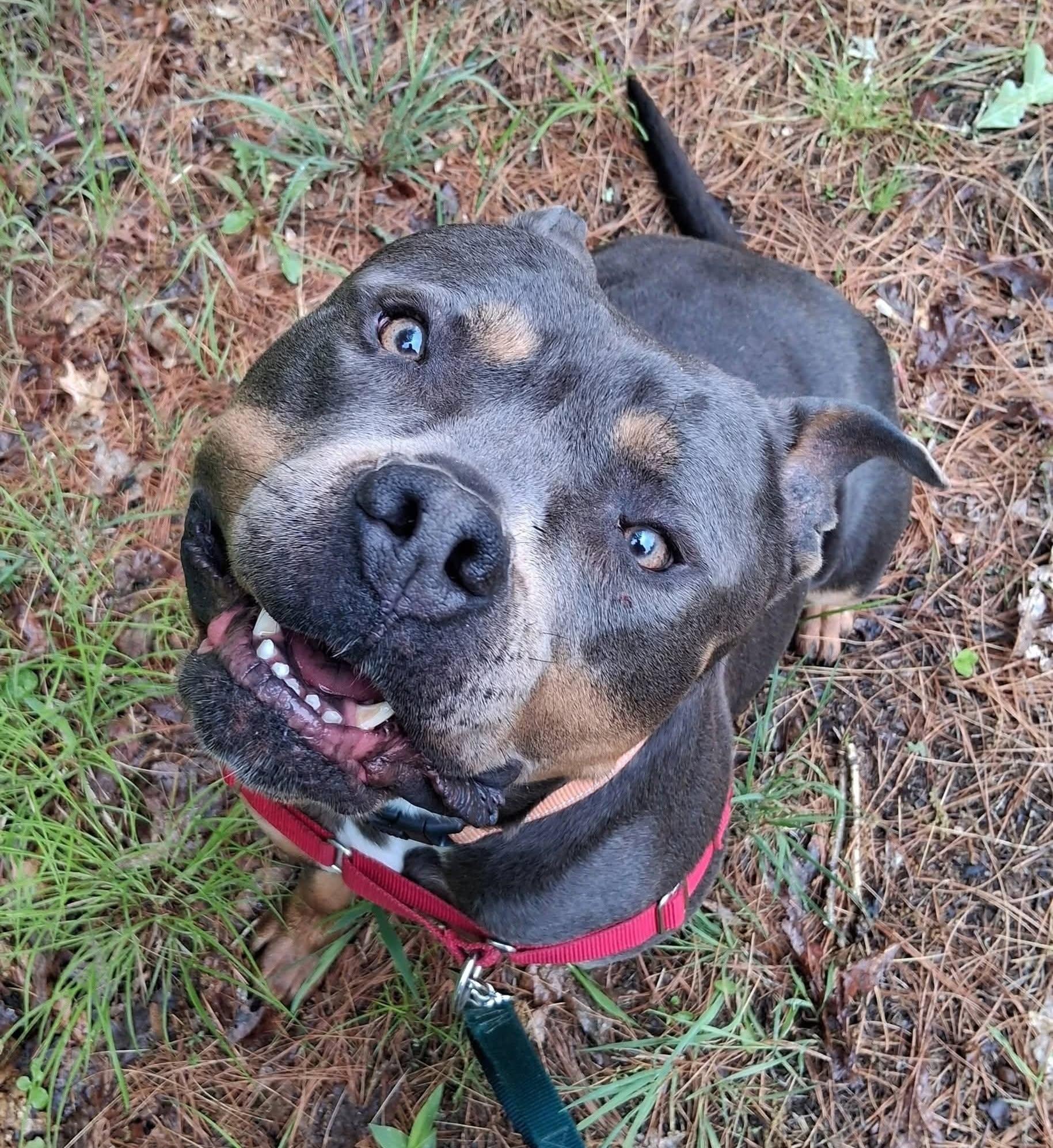 Riley, a ADOPTABLE American Bully in Attleboro, MA image 3/5