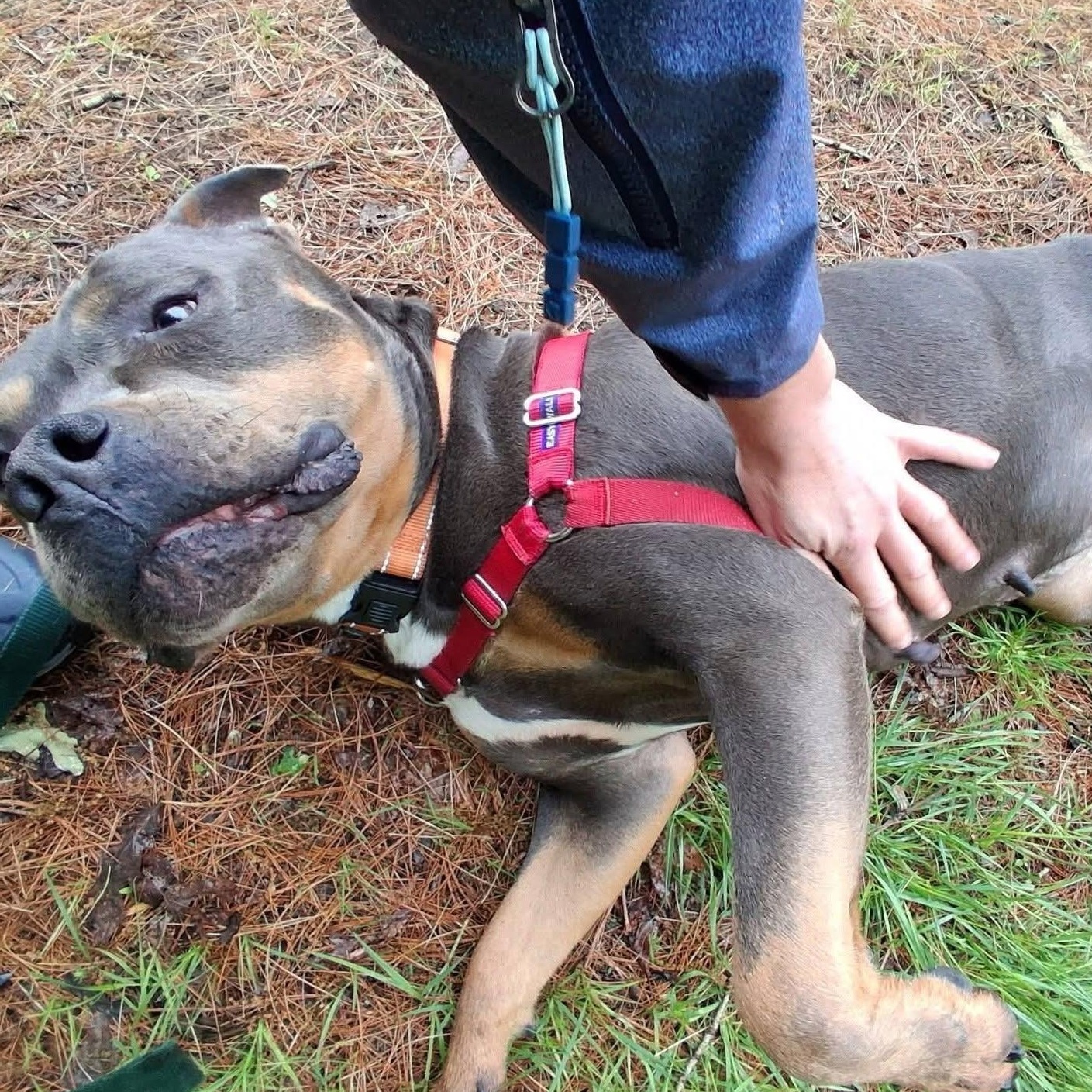 Riley, a ADOPTABLE American Bully in Attleboro, MA image 4/5