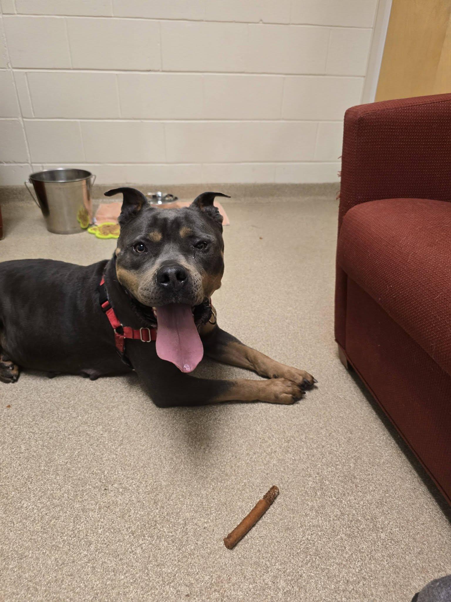 Riley, a ADOPTABLE American Bully in Attleboro, MA image 2/5