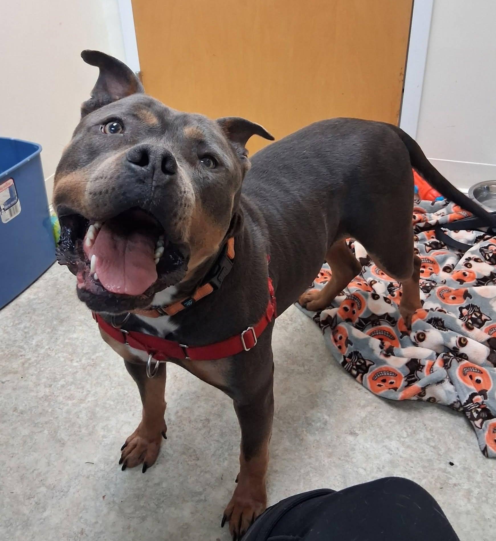 Riley, a ADOPTABLE American Bully in Attleboro, MA image 1/5