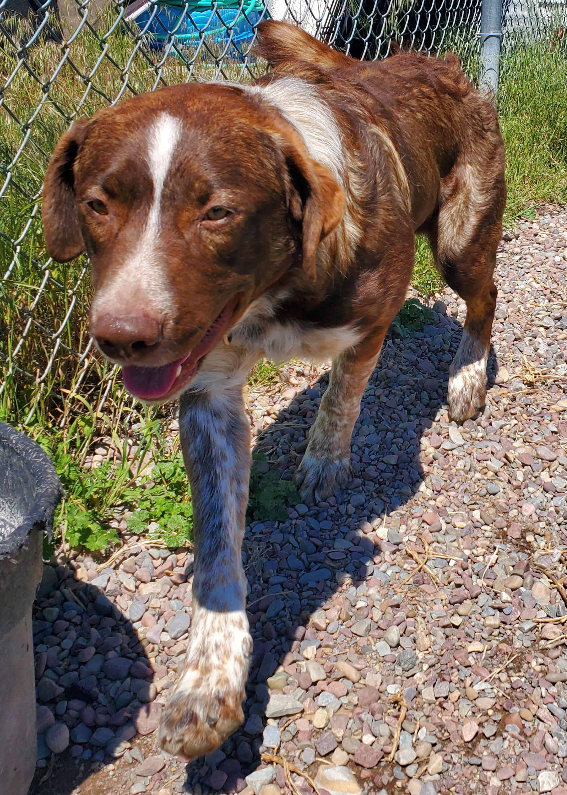 Enlarge Acorn, a ADOPTABLE mixed breed in Polson, MT image 1/1