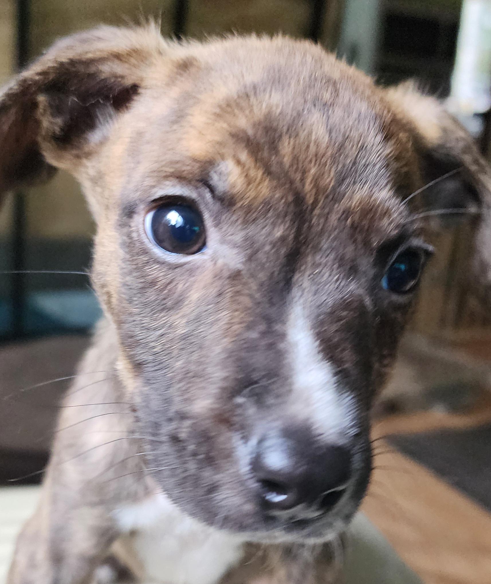 Enlarge Sam, a ADOPTABLE mixed breed in Lafayette, CA image 1/2