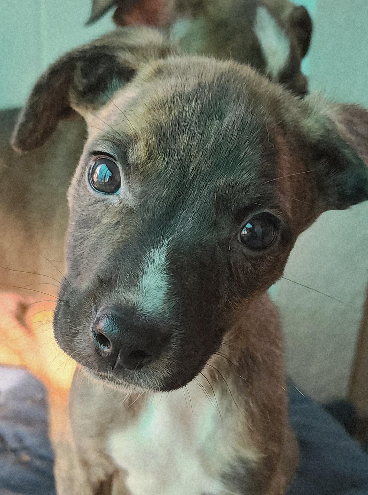 Enlarge Sam, a ADOPTABLE mixed breed in Lafayette, CA image 2/2