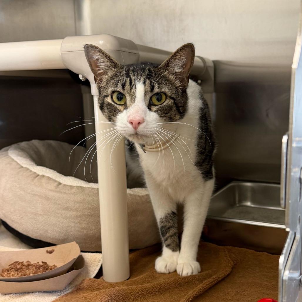 Milo, Adoptable, Adult Male Domestic Short Hair.