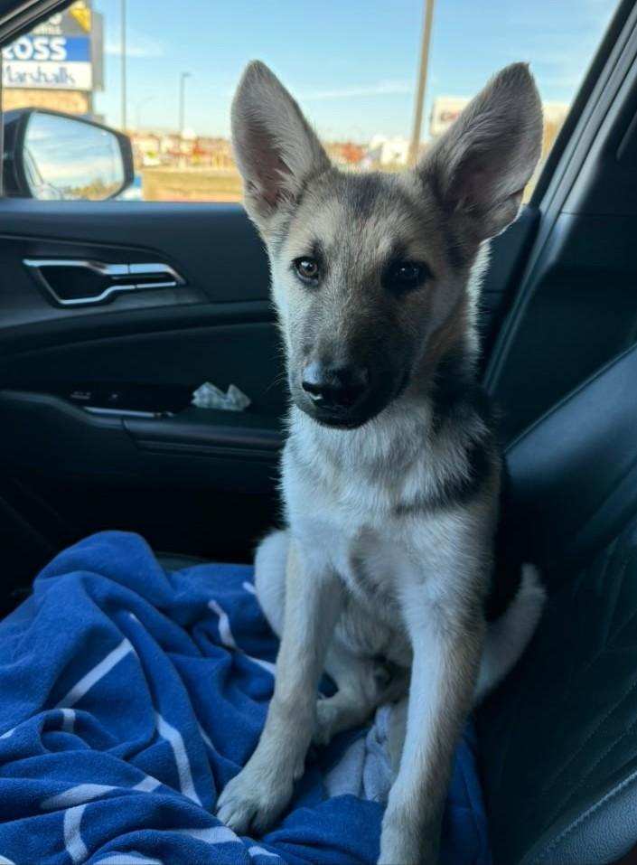 Enlarge Knox, a ADOPTABLE German Shepherd Dog in Dallas, TX image 4/6