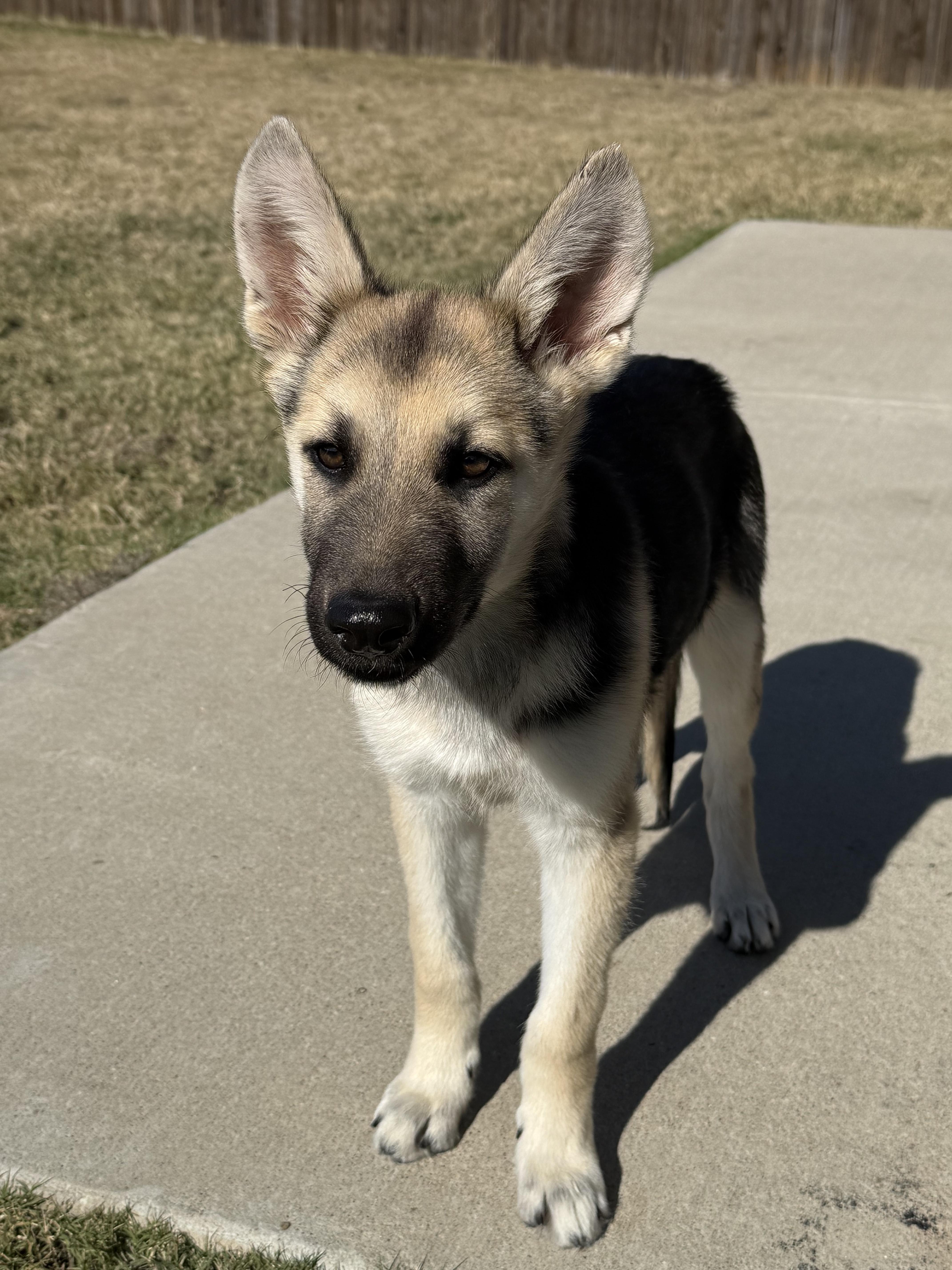 Enlarge Knox, a ADOPTABLE German Shepherd Dog in Dallas, TX image 6/6
