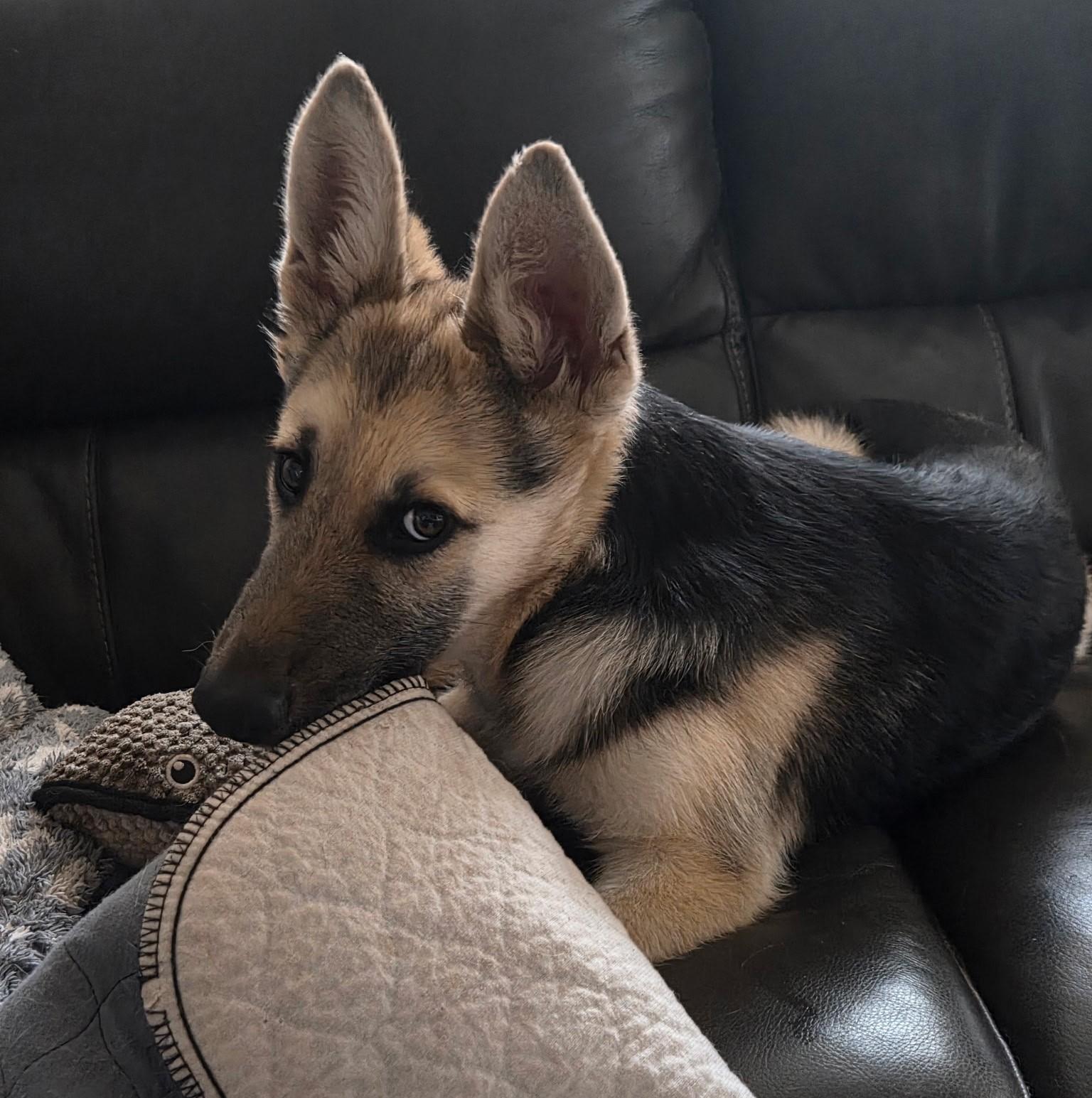 Enlarge Knox, a ADOPTABLE German Shepherd Dog in Dallas, TX image 1/6