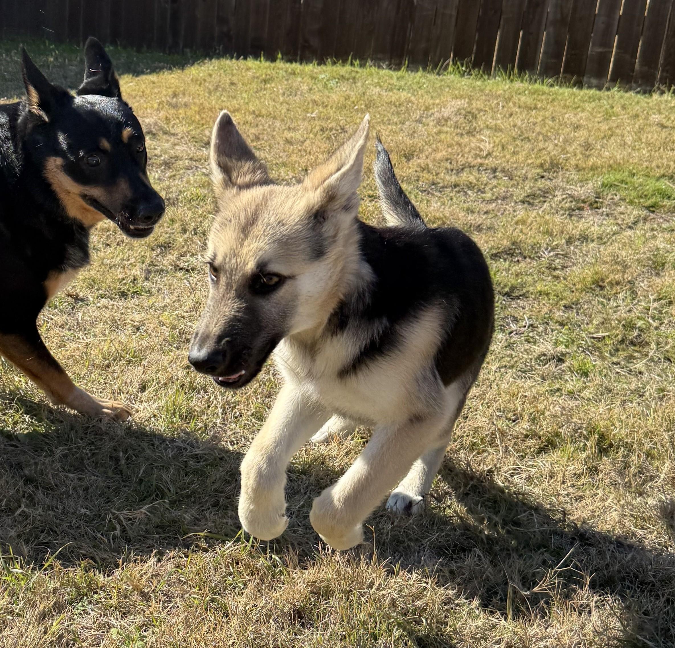 Enlarge Knox, a ADOPTABLE German Shepherd Dog in Dallas, TX image 2/6