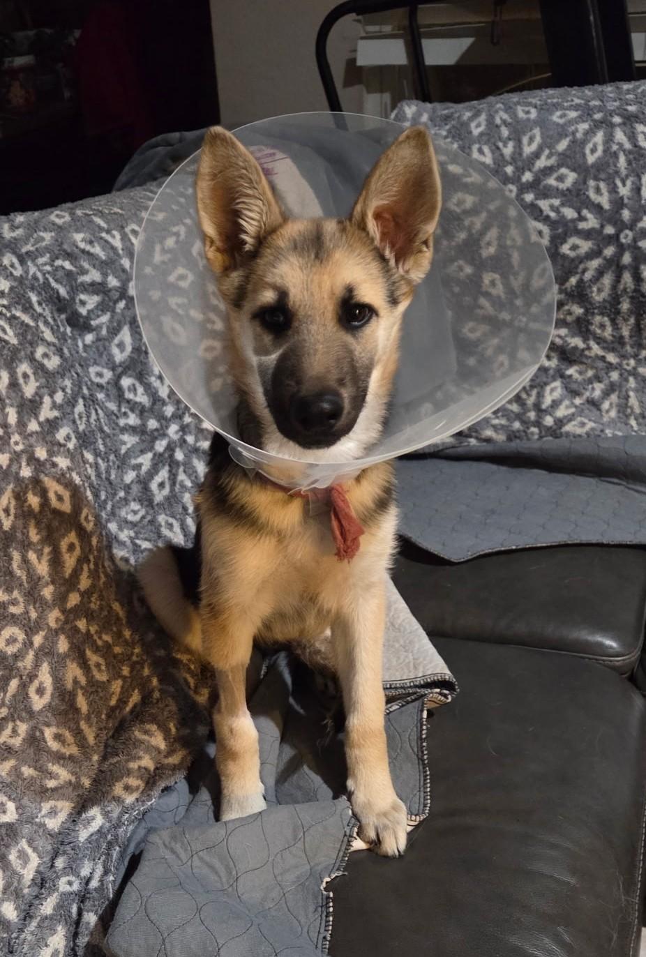 Enlarge Knox, a ADOPTABLE German Shepherd Dog in Dallas, TX image 5/6