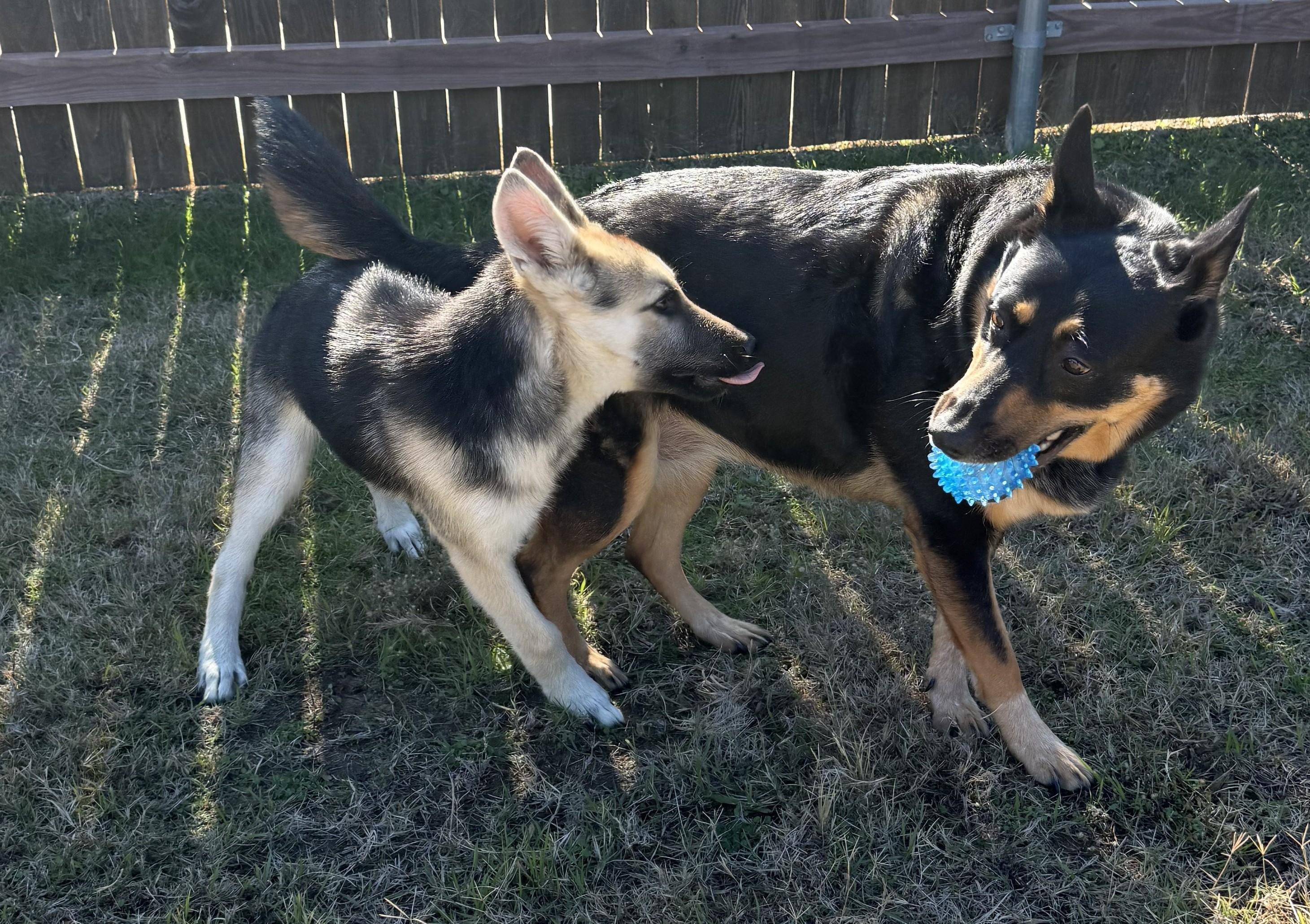 Enlarge Knox, a ADOPTABLE German Shepherd Dog in Dallas, TX image 3/6