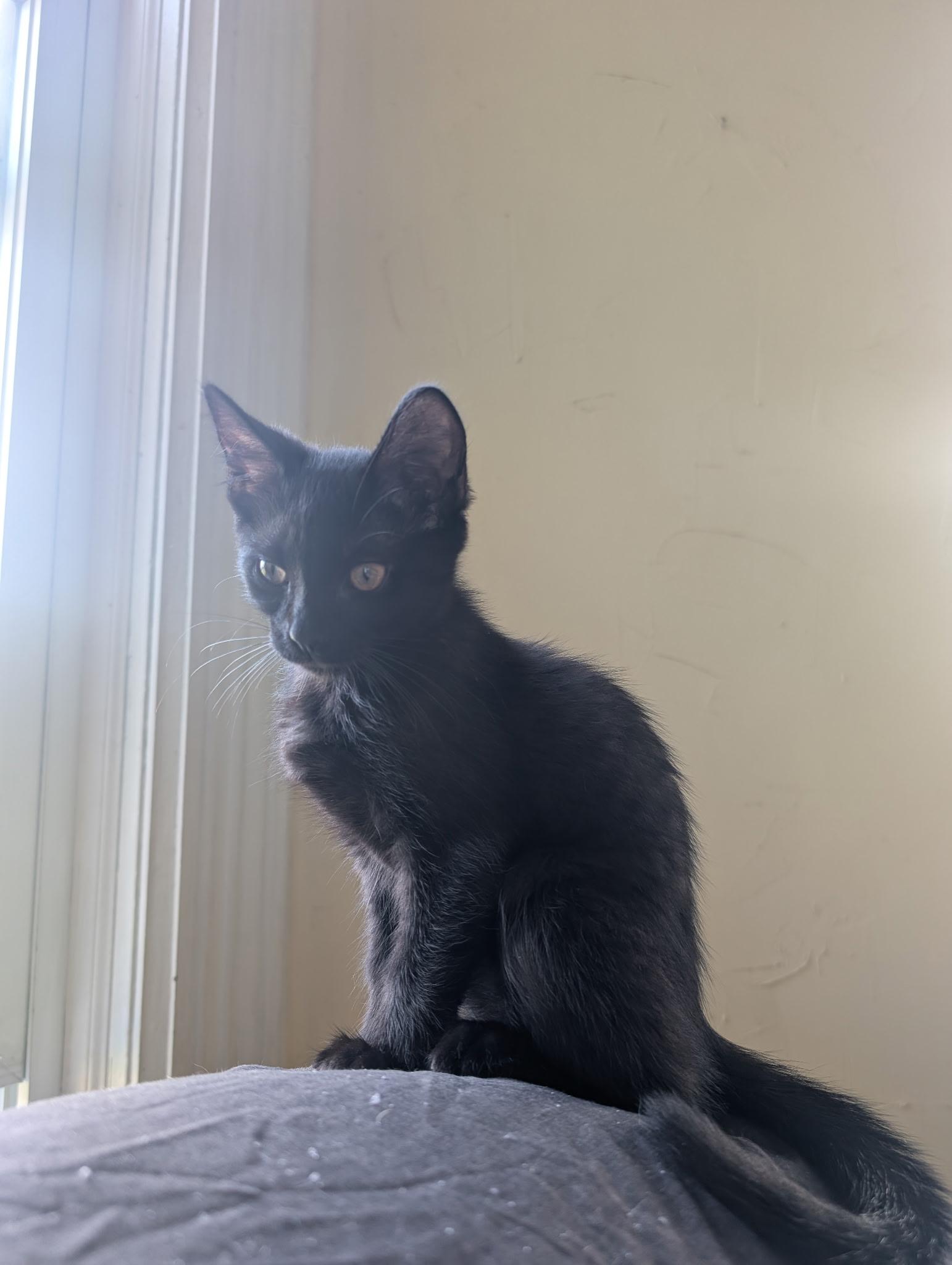 Enlarge Huxley, a Adopted Domestic Short Hair in Delta, OH image 5/5