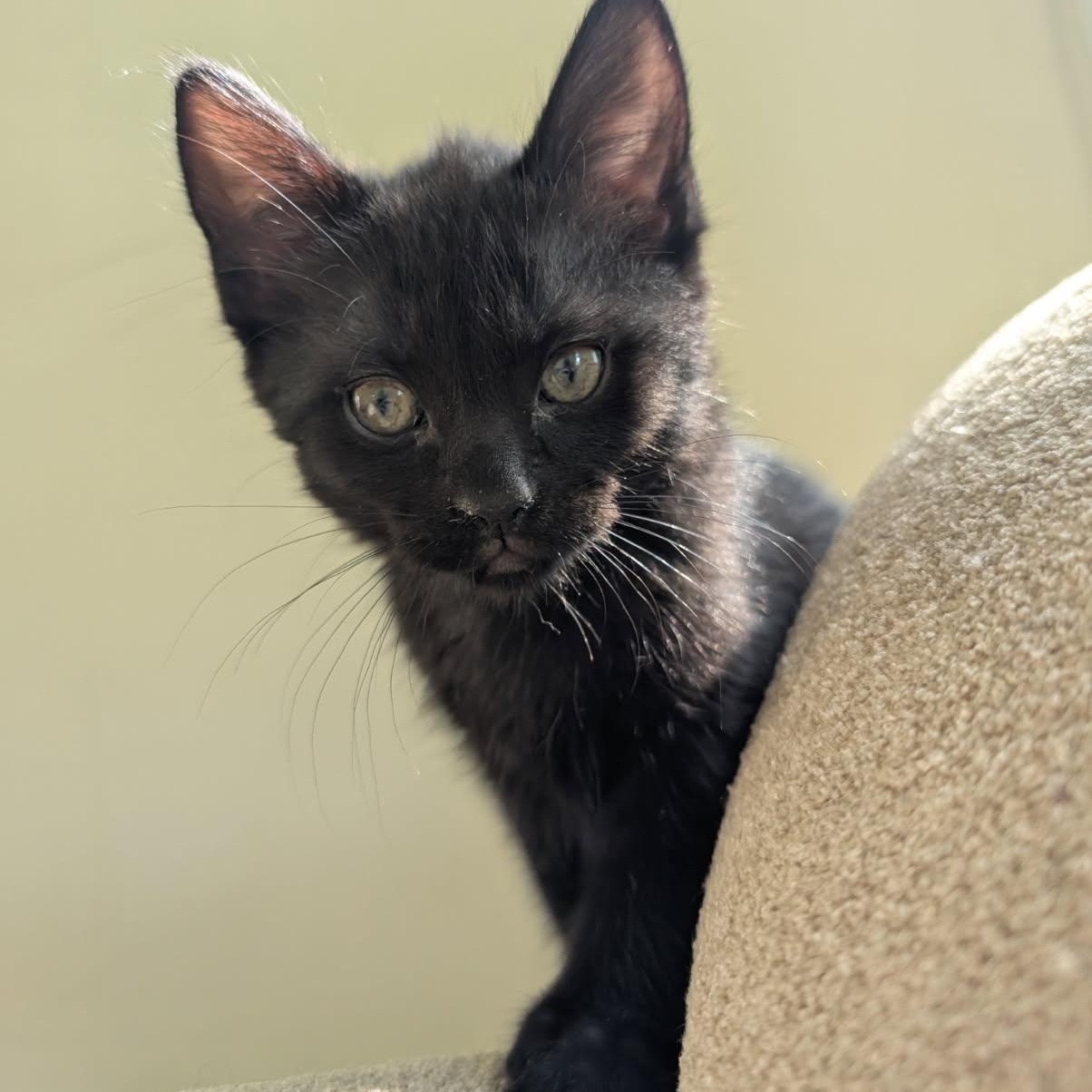 Enlarge Huxley, a Adopted Domestic Short Hair in Delta, OH image 3/5