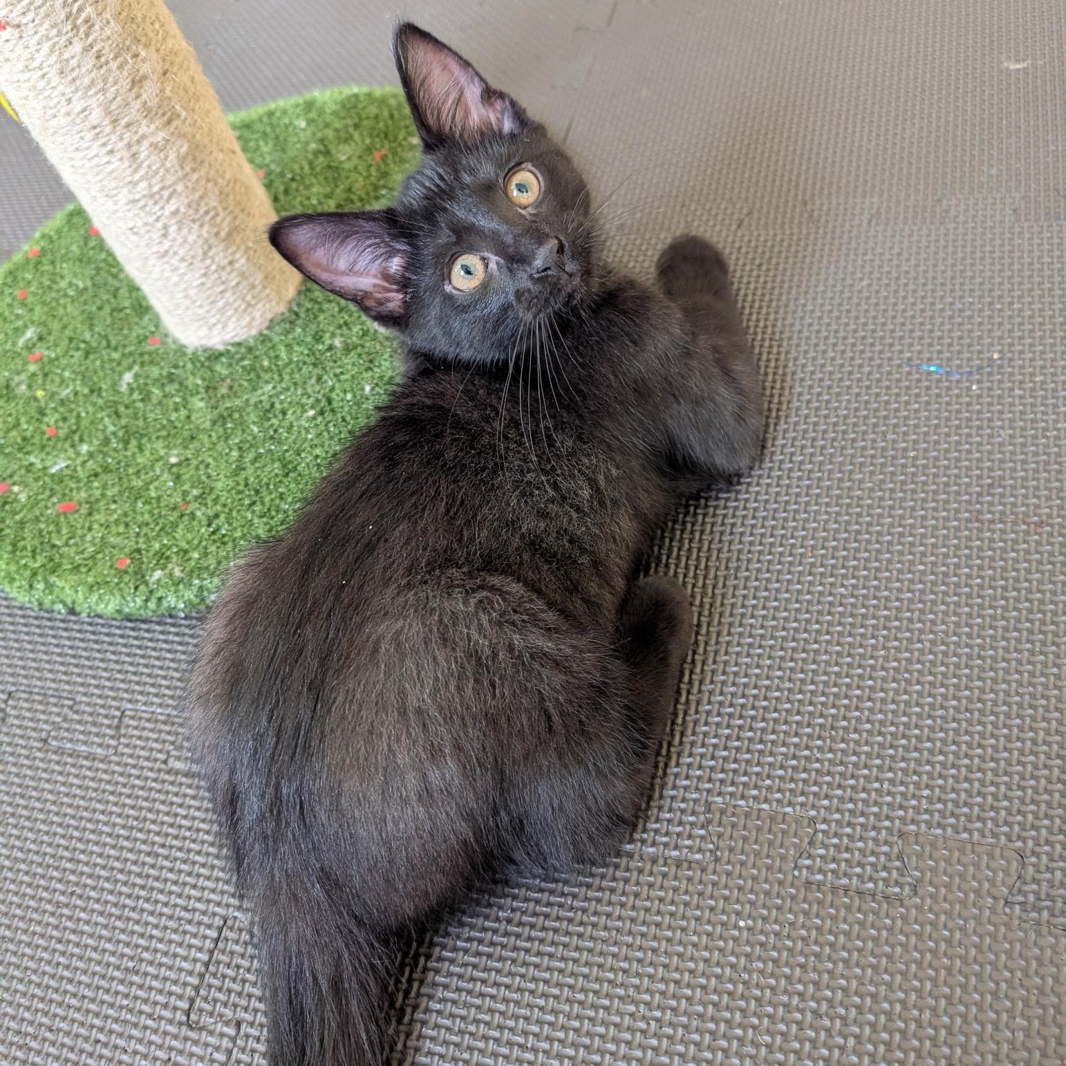 Enlarge Huxley, a Adopted Domestic Short Hair in Delta, OH image 1/5