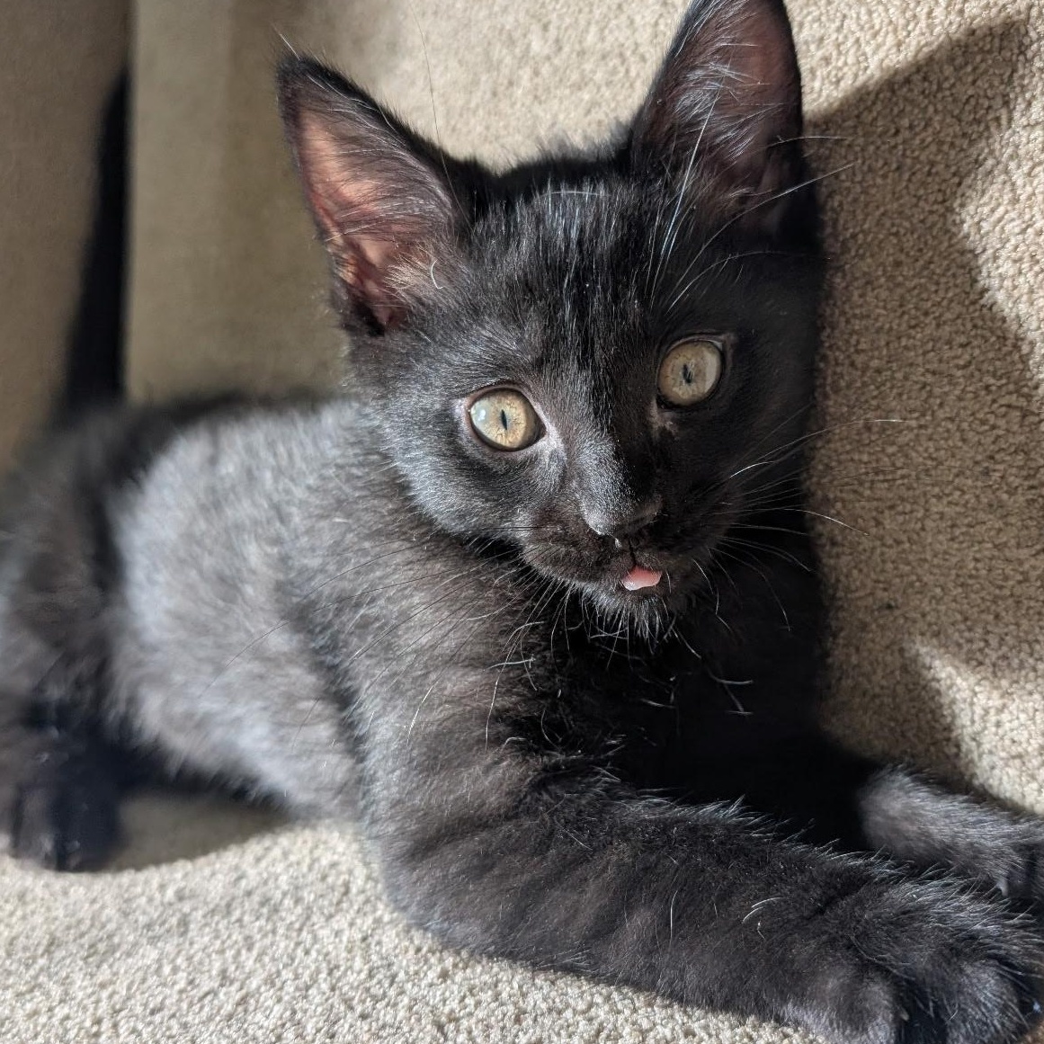 Enlarge Huxley, a Adopted Domestic Short Hair in Delta, OH image 4/5