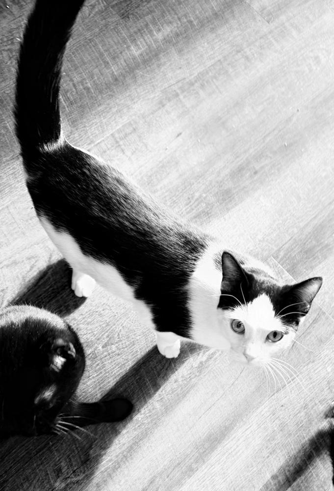 Bela Lugosi, a Adoptable mixed breed in Warren, CT image 1/6