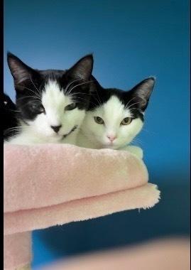 Bela Lugosi, a Adoptable mixed breed in Warren, CT image 5/6