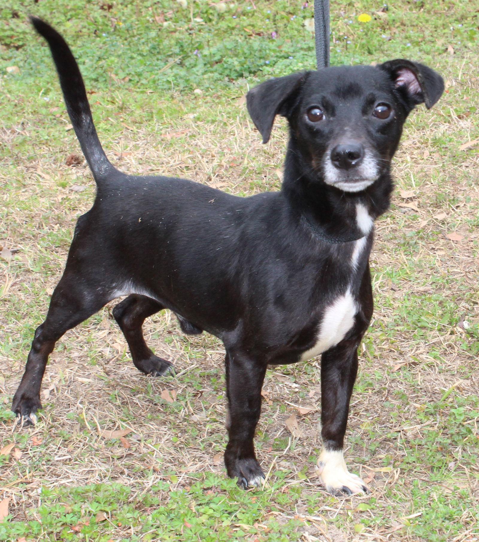 Enlarge Isaac 43111, a Adoptable Chihuahua in Prattville, AL image 2/3