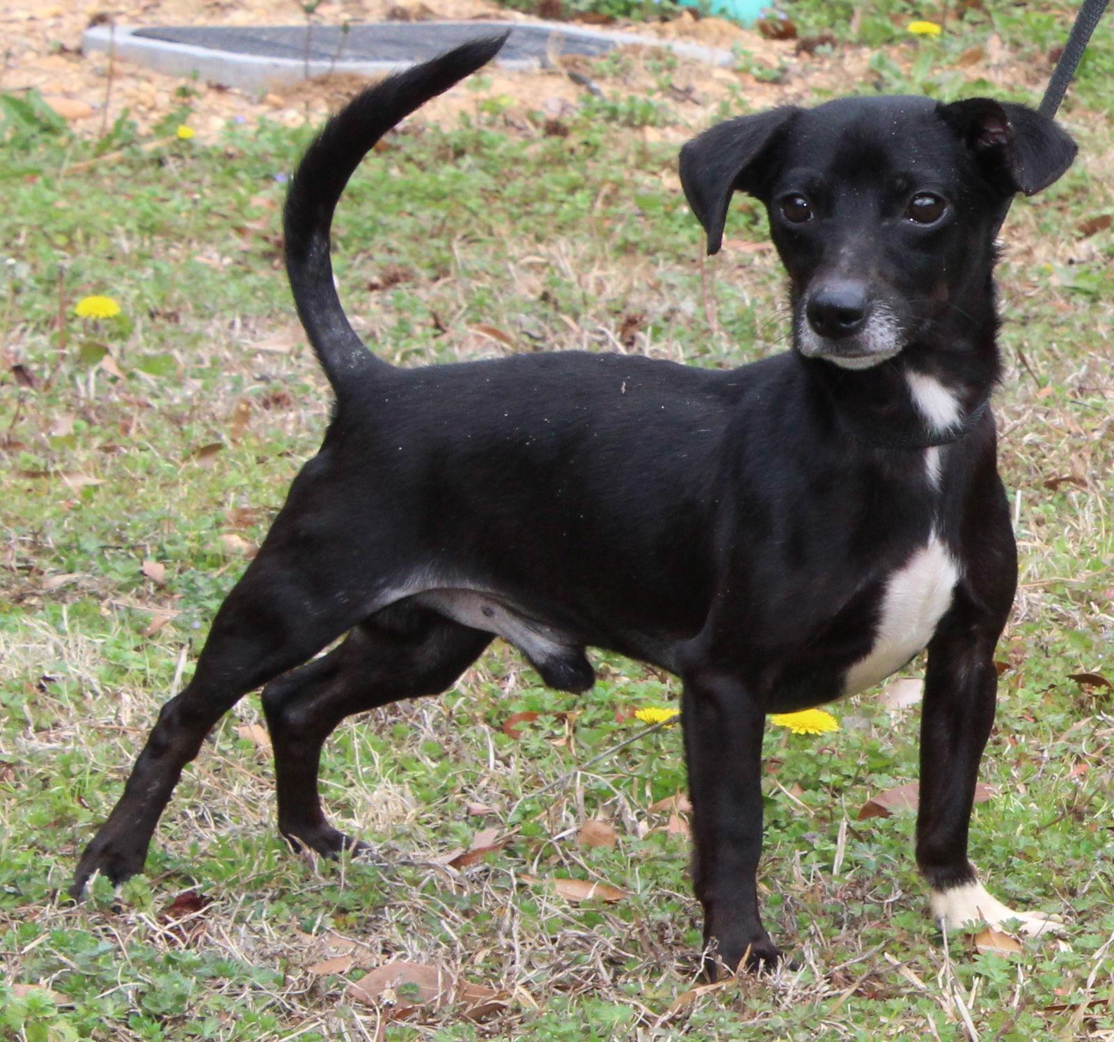 Enlarge Isaac 43111, a Adoptable Chihuahua in Prattville, AL image 3/3