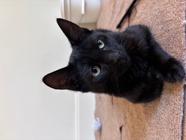 Enlarge Shadow, a Adopted Domestic Short Hair in Pacific Palisades, CA image 1/6