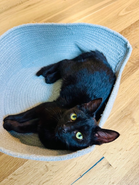 Enlarge Shadow, a Adopted Domestic Short Hair in Pacific Palisades, CA image 3/6