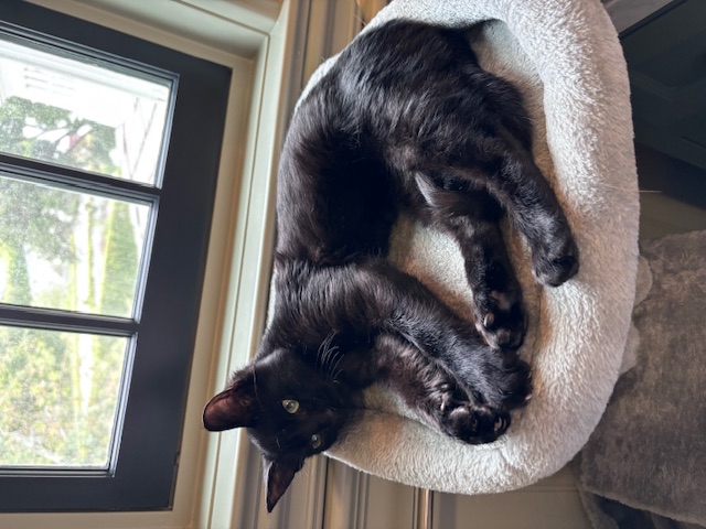 Enlarge Shadow, a Adopted Domestic Short Hair in Pacific Palisades, CA image 5/6