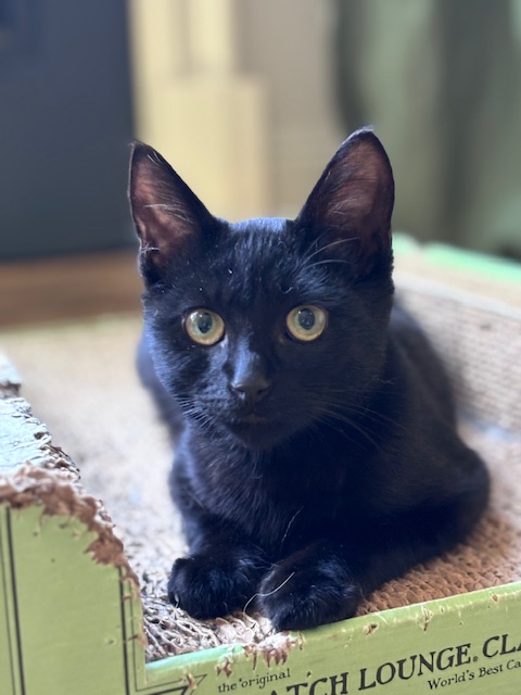 Enlarge Shadow, a Adopted Domestic Short Hair in Pacific Palisades, CA image 6/6