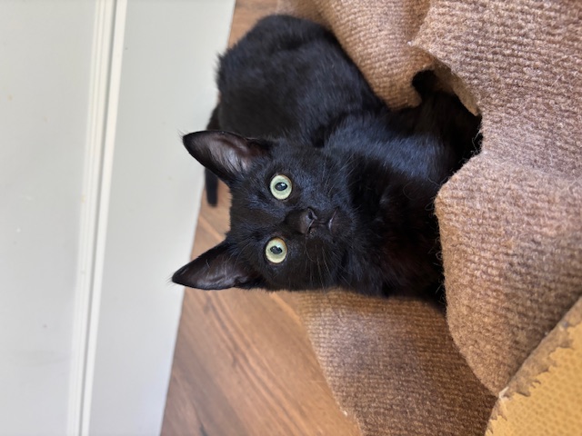 Enlarge Shadow, a Adopted Domestic Short Hair in Pacific Palisades, CA image 4/6