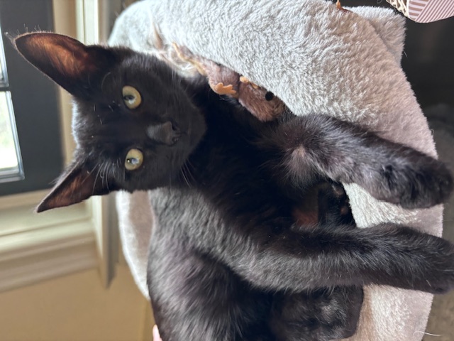 Enlarge Shadow, a Adopted Domestic Short Hair in Pacific Palisades, CA image 2/6