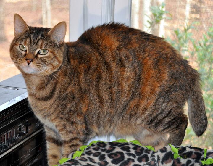 Iris, a Adoptable mixed breed in Liberty, NC image 3/3