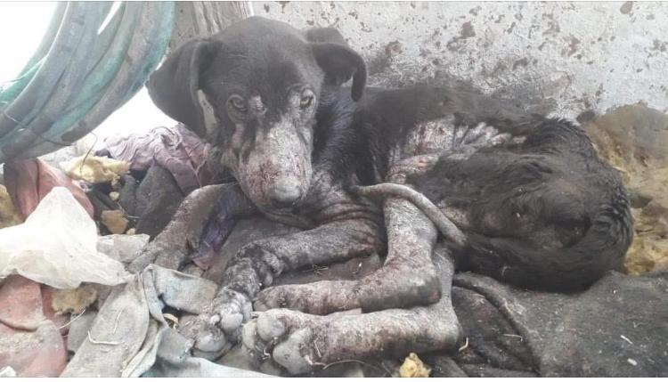 RONALDO, a Adoptable mixed breed in Langley, BC image 1/6