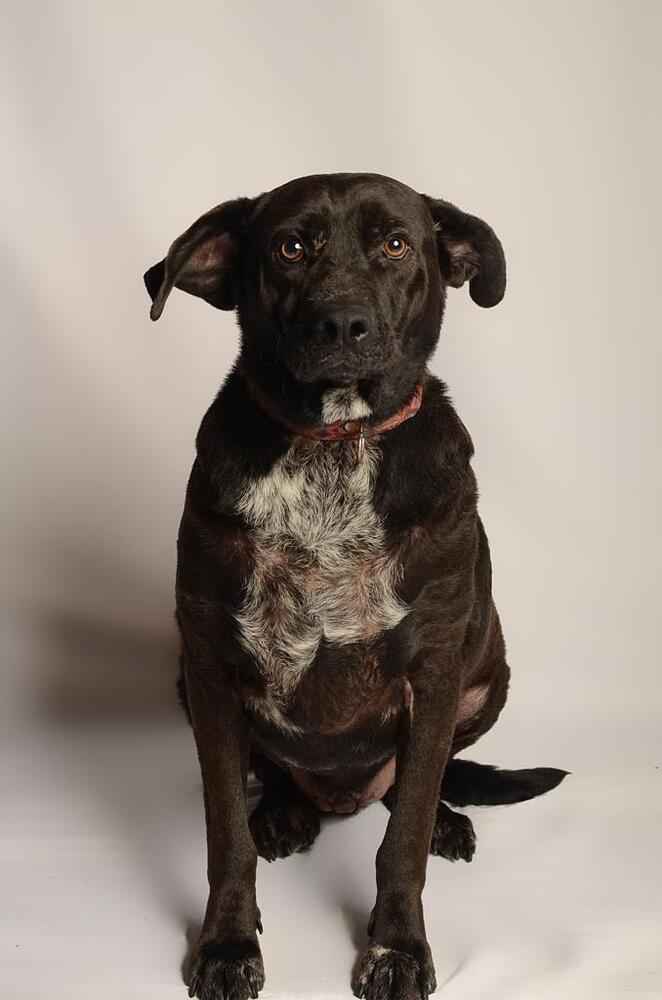 RONALDO, a Adoptable mixed breed in Langley, BC image 2/6