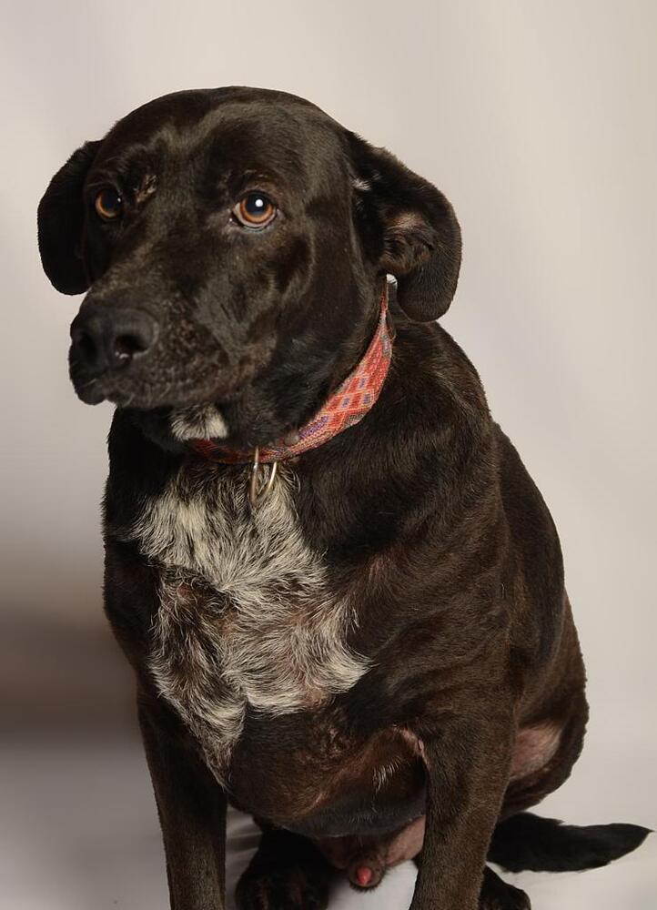 RONALDO, a Adoptable mixed breed in Langley, BC image 3/6