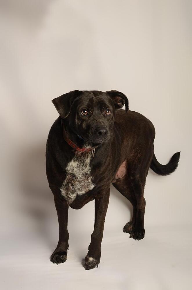 RONALDO, a Adoptable mixed breed in Langley, BC image 4/6