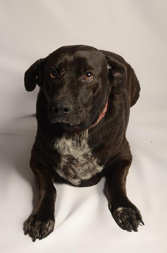 RONALDO, a Adoptable mixed breed in Langley, BC image 5/6