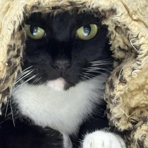 Enlarge Chloe, a Adoptable Domestic Short Hair in Coos Bay, OR image 1/2