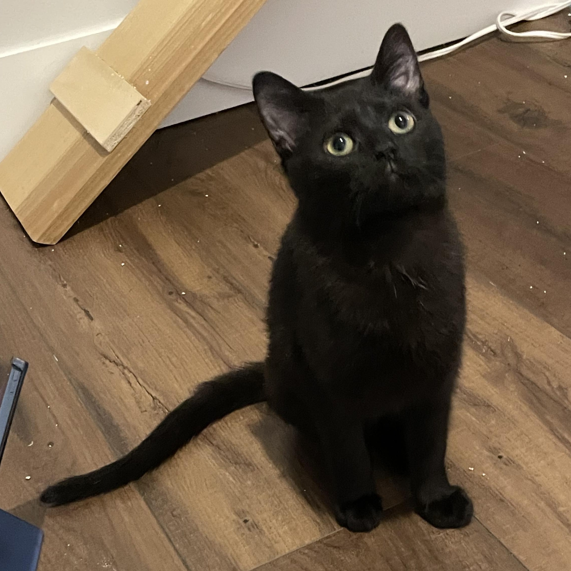 Piccata, an adopted Domestic Short Hair in Grand Rapids, MI image 3/6