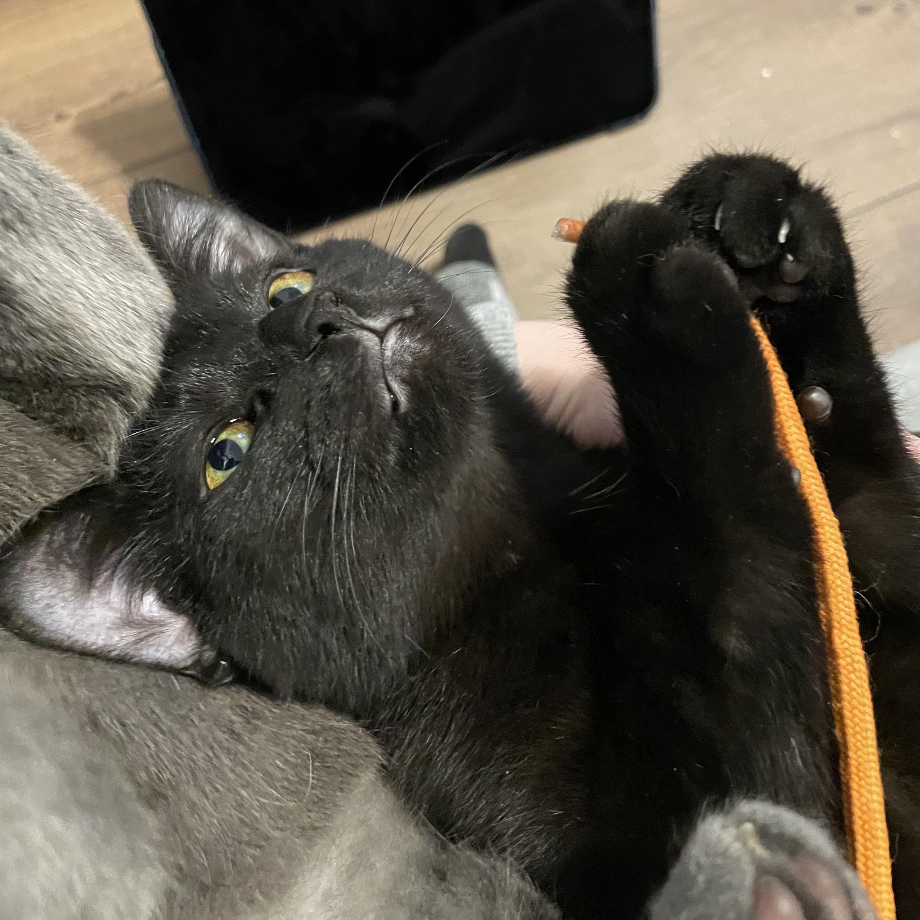 Piccata, an adopted Domestic Short Hair in Grand Rapids, MI image 2/6