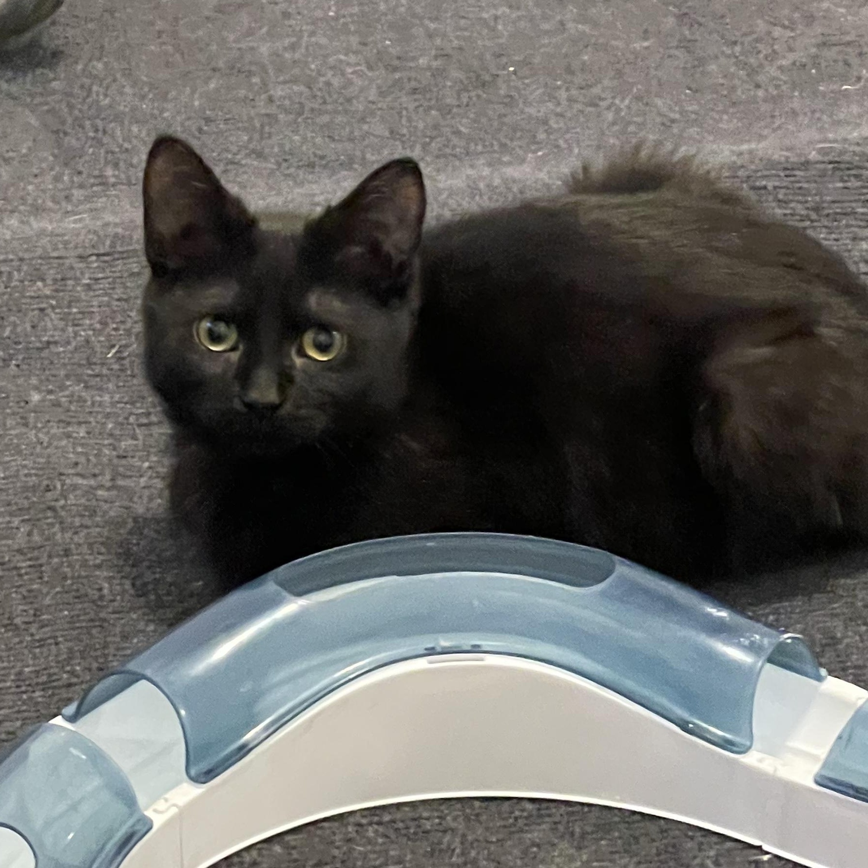 Piccata, an adopted Domestic Short Hair in Grand Rapids, MI image 5/6