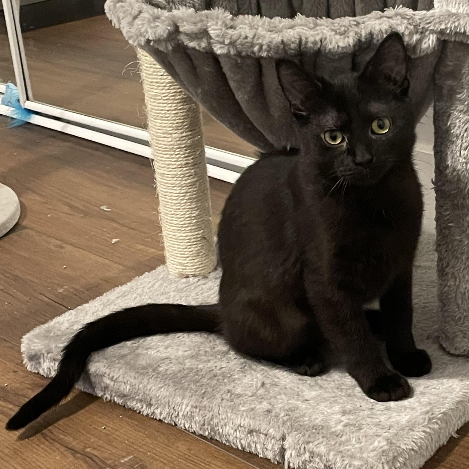 Piccata, an adopted Domestic Short Hair in Grand Rapids, MI image 1/6