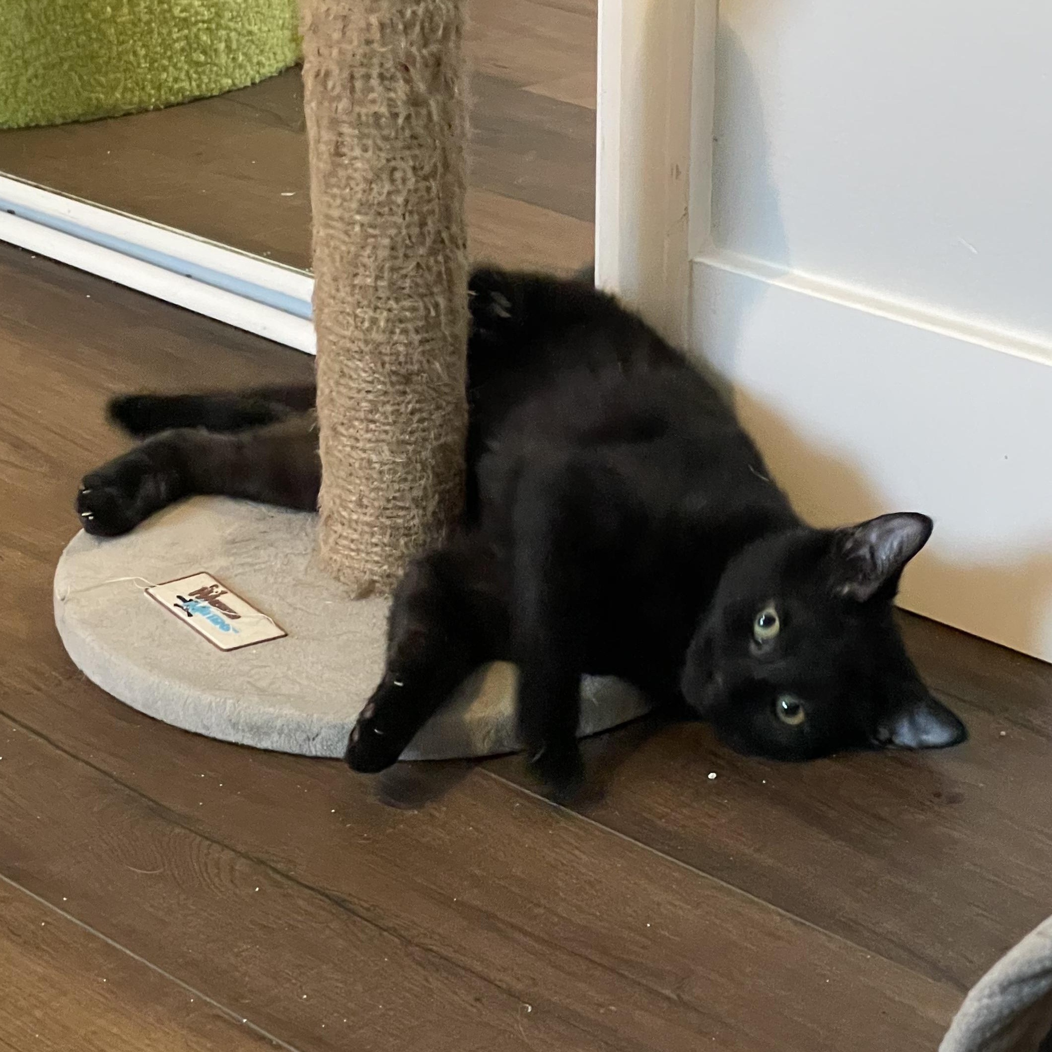 Piccata, an adopted Domestic Short Hair in Grand Rapids, MI image 4/6