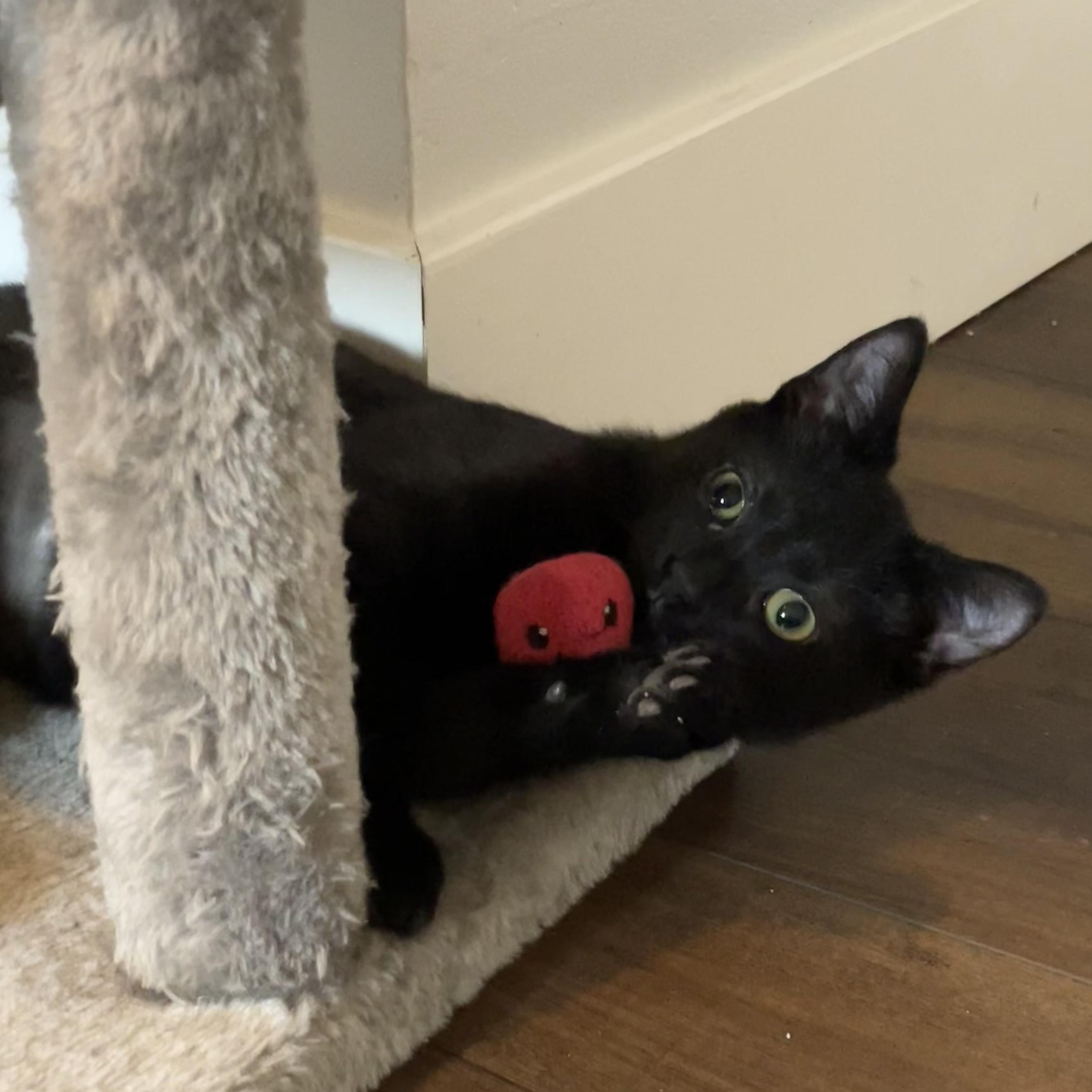 Piccata, an adopted Domestic Short Hair in Grand Rapids, MI image 6/6