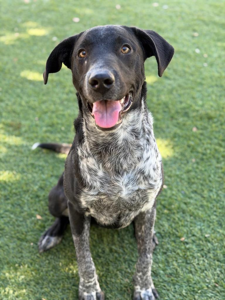 Bobo, Adoptable, Puppy Male Labrador Retriever & German Shorthaired Pointer.