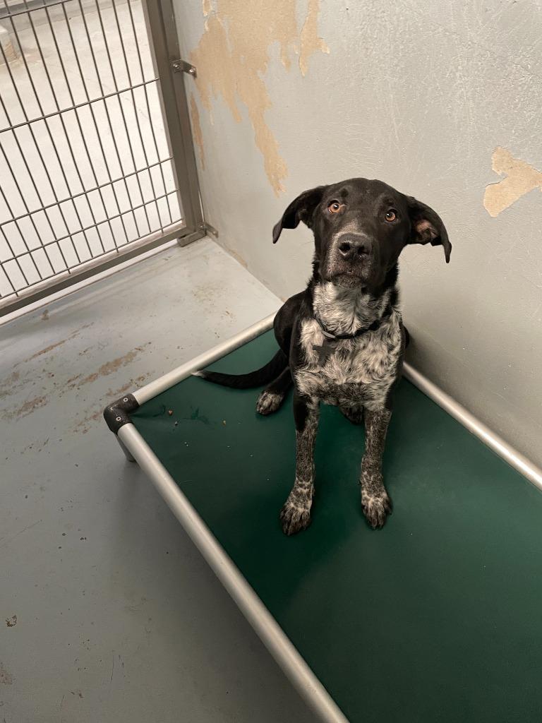 Enlarge Bobo, a Adoptable mixed breed in Chico, CA image 2/3