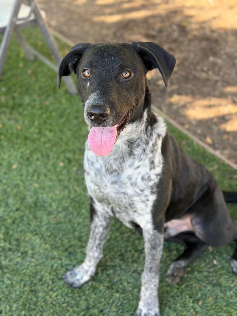 Enlarge Bobo, a Adoptable mixed breed in Chico, CA image 3/3