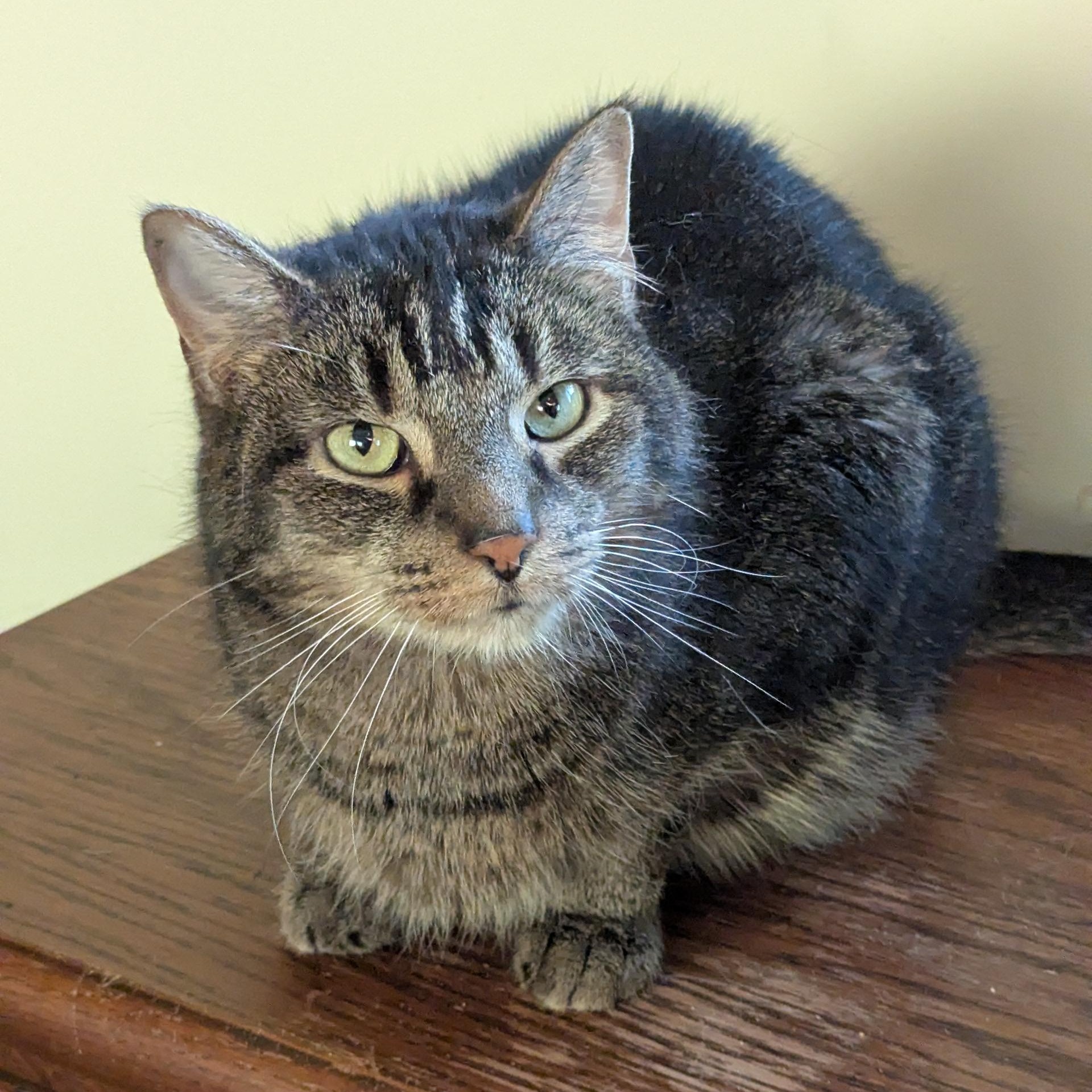 Clover — thumbnail 3