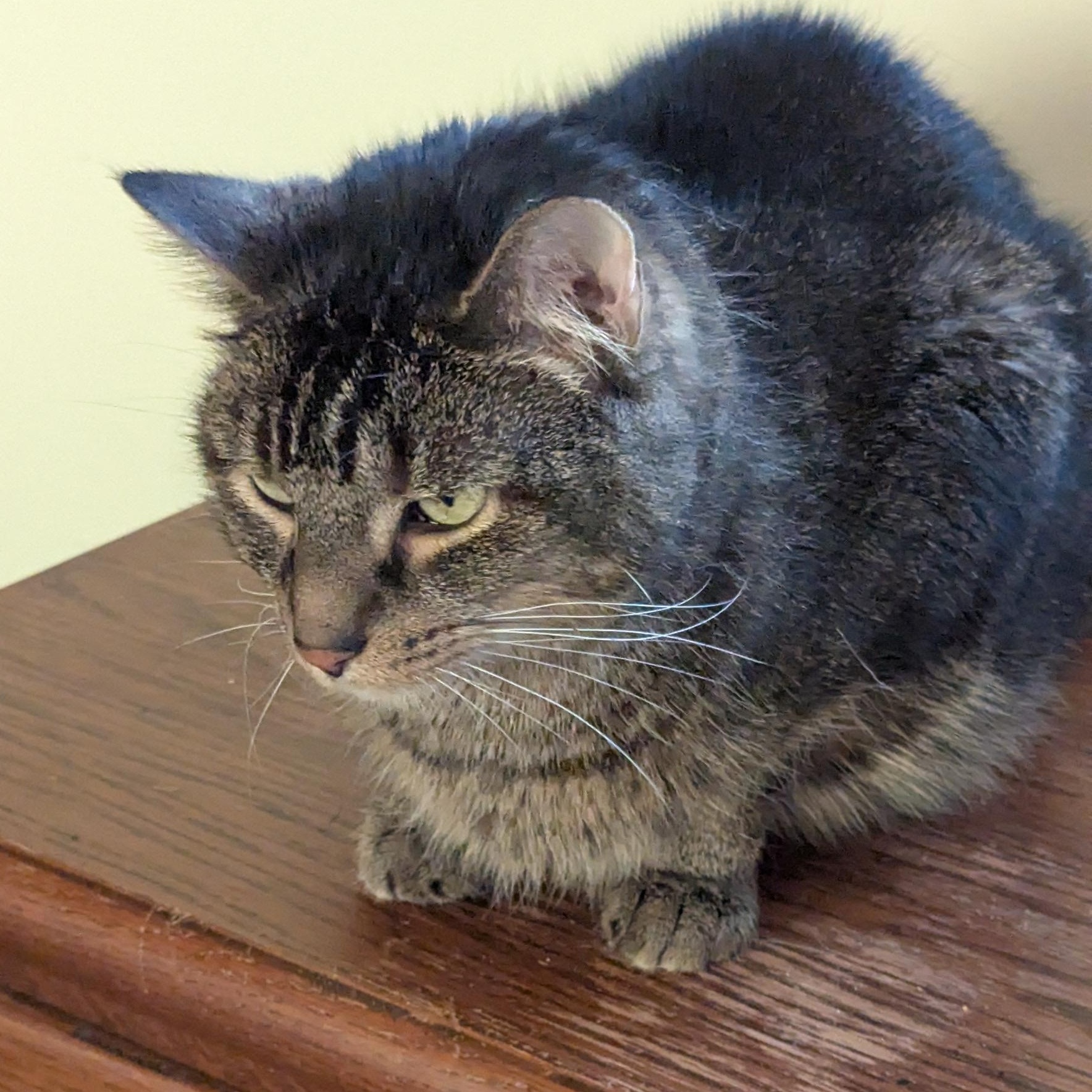 Clover — thumbnail 5