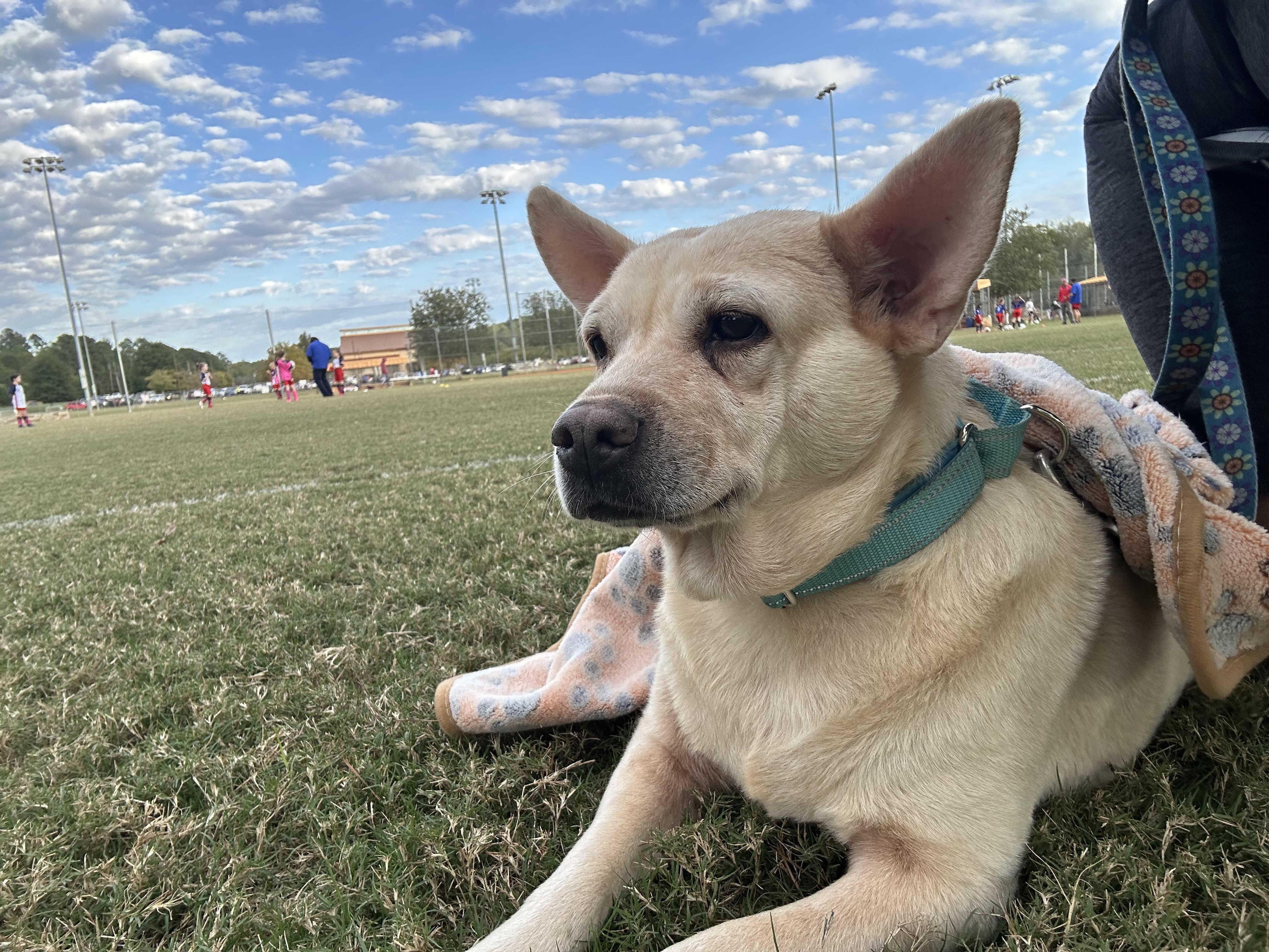 Lemon Loaf, Adoptable, Adult Female Chow Chow.