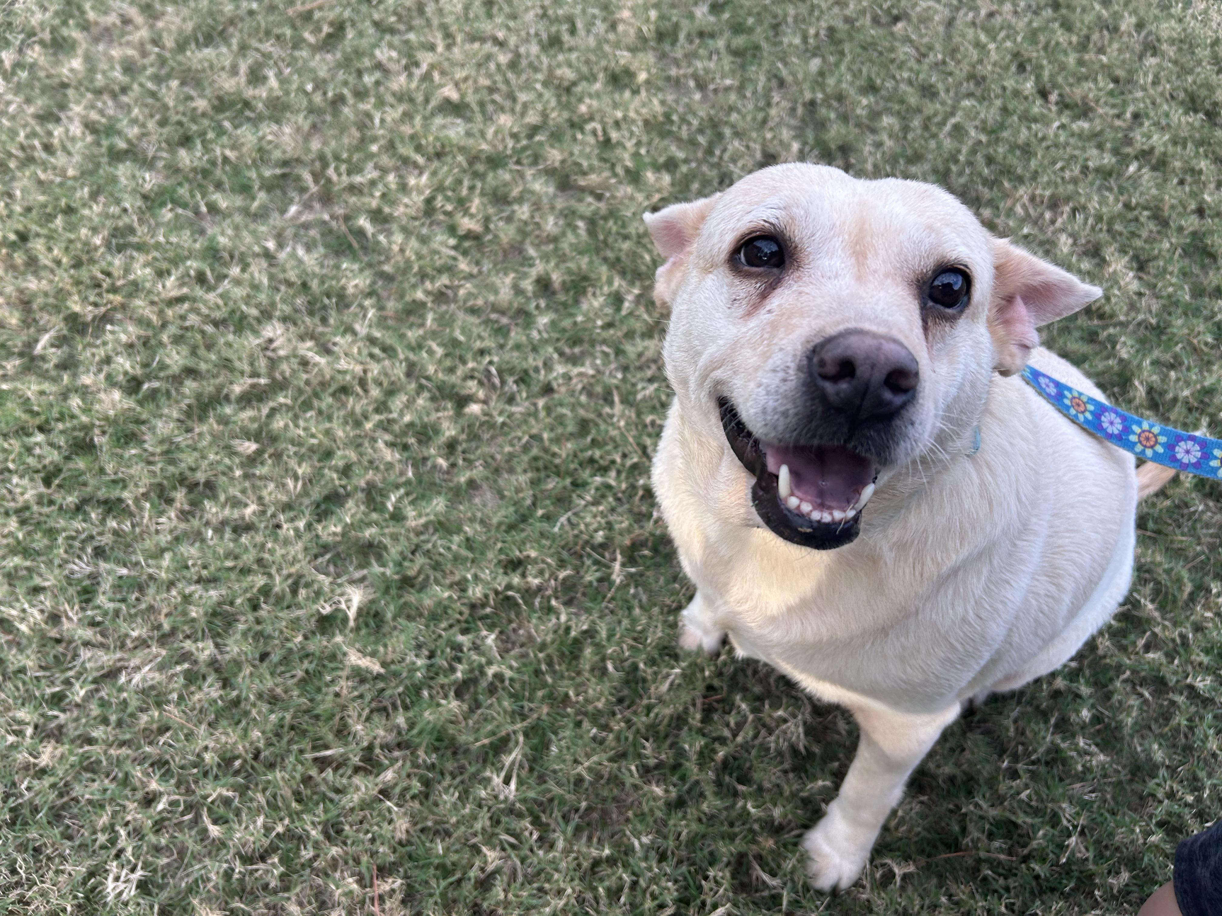Enlarge Lemon Loaf, a Adoptable mixed breed in Winder, GA image 2/5